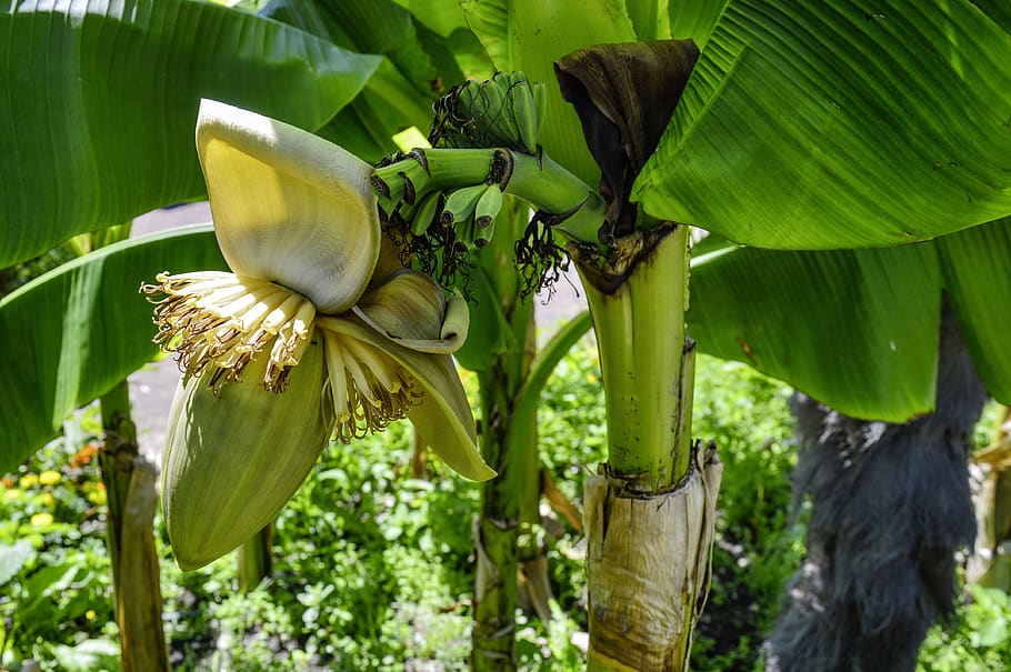 fiber banana, pisang, mekar, berkembang, menanam, rumputan, pisang semak, tanaman pisang, tropis, bunga pisang
