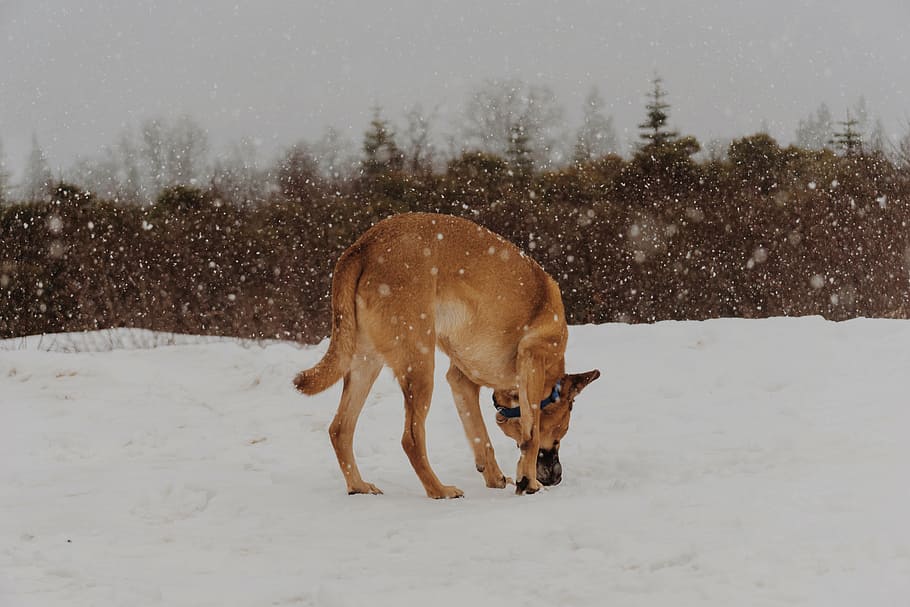 caoba adulta belga malinois, caminar, campo de nieve, planta, durante el día, naturaleza, paisaje, animal, perro, nieve