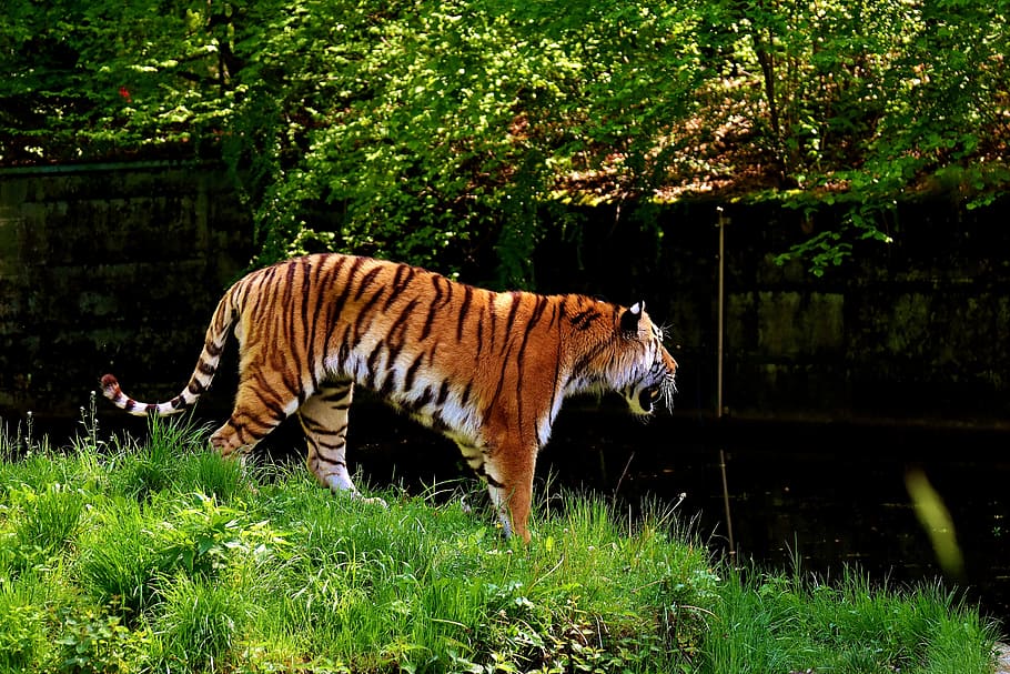 tiger, standing, grass field, predator, fur, beautiful, dangerous, cat, wildlife photography, animal world
