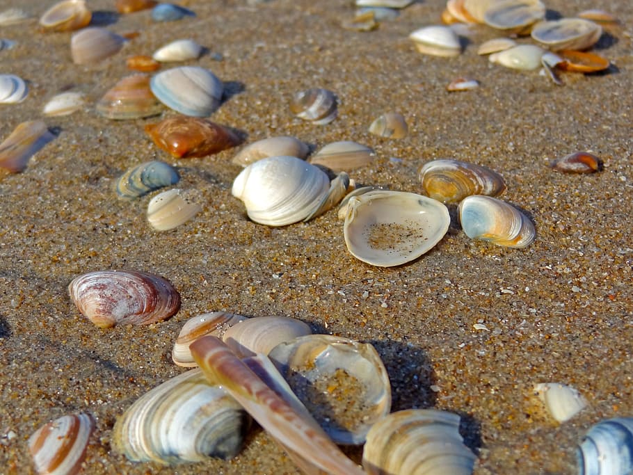 conchas de mar de colores variados, marrón, arena, concha, playa, playa de arena, concha de espada, mar del norte, mar Báltico, nadie