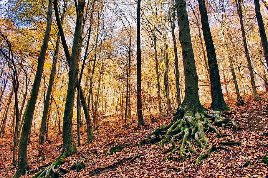 musim gugur, hutan, alam, pohon, lanskap, daun, suasana hati, jauh, istirahat, oktober