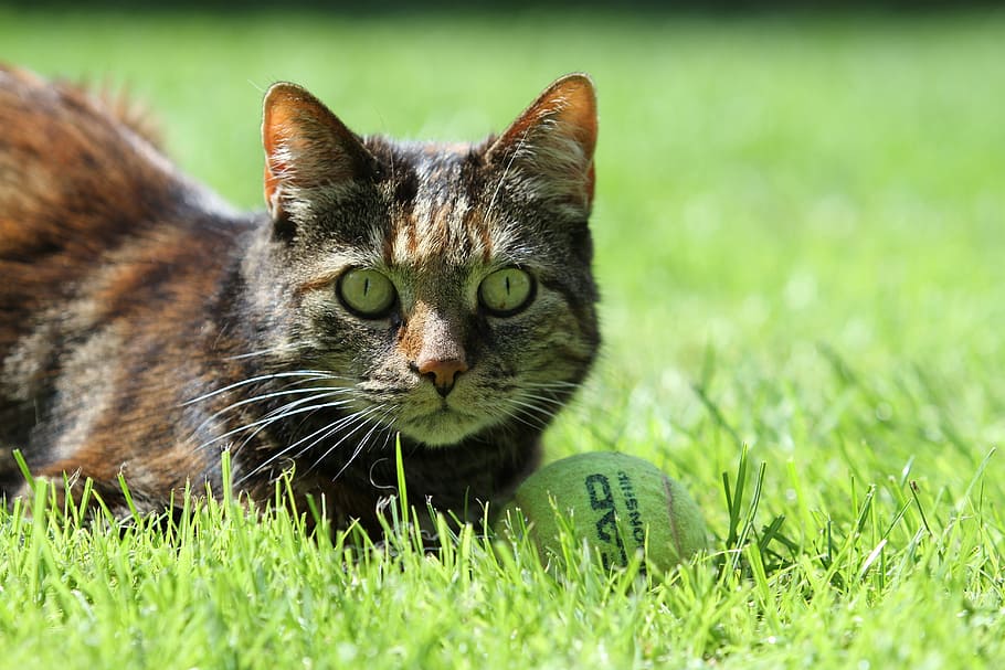 brown, black, cat, lying, green, grass, white, tennis ball, black cat, green grass