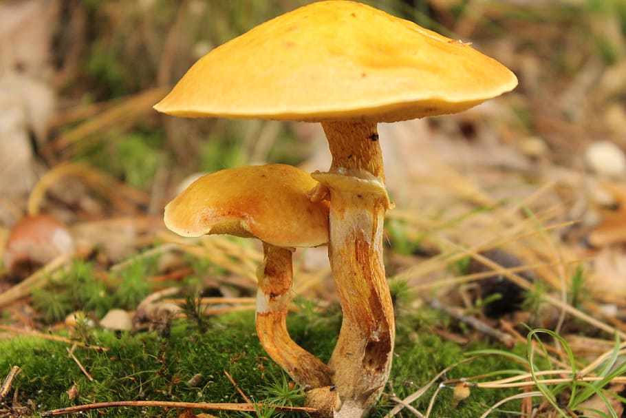 Mushroom, Cremini, mushrooms, autumn, toxic, nature, fungus, forest, close-up, food