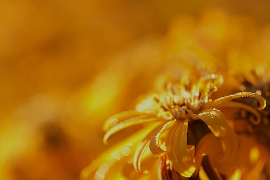 yellow, flower, background, floral, flora, golden, nature, natural, texture, colorful