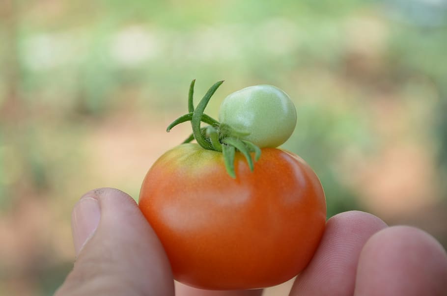 tomato, organic, farm, organic farm of hotel phnom penh, food, human hand, food and drink, fruit, hand, healthy eating