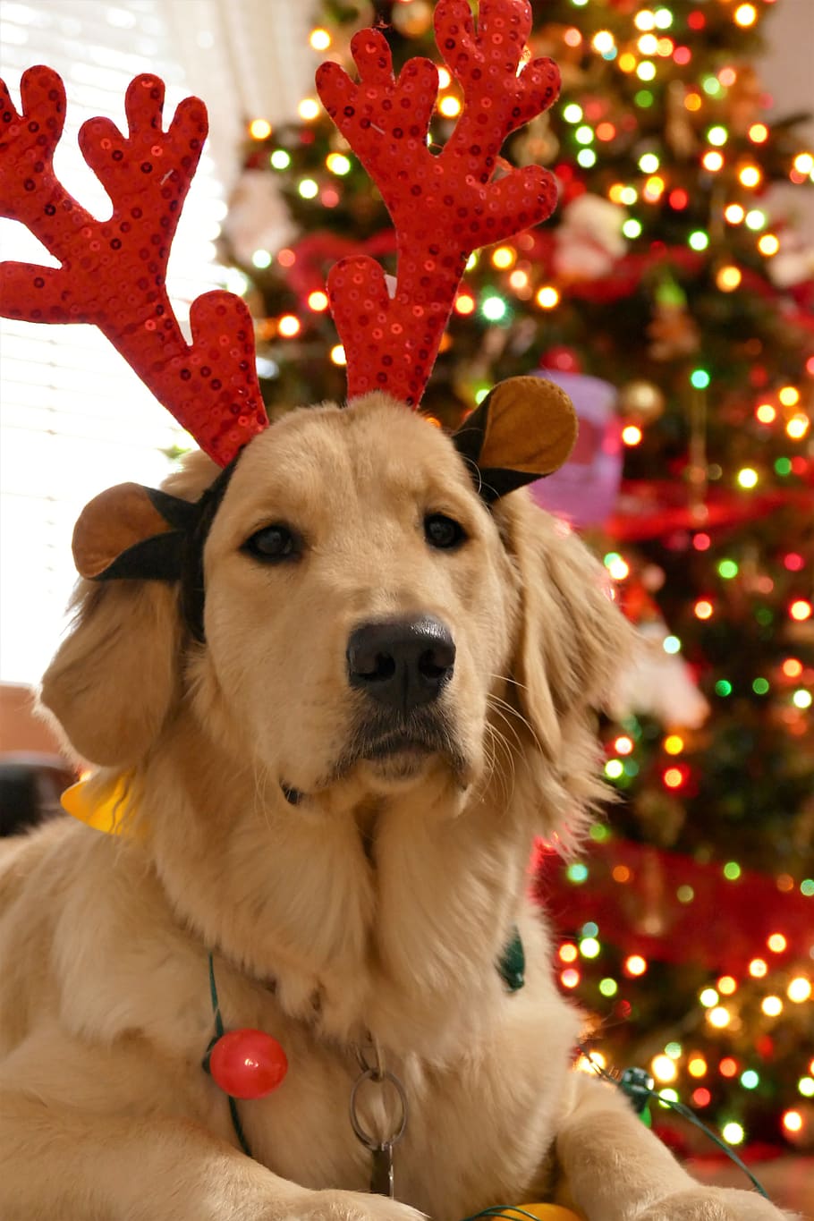 natal, cachorro natal, cão, bonito, férias, celebração, sazonal, retrato de natal, cartão de natal, feriado