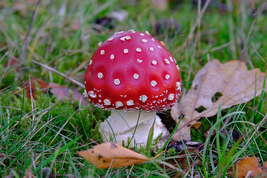 fly agaric, mushroom, toxic, autumn, red, spotted, toadstool, forest mushroom, muscaria, amanita