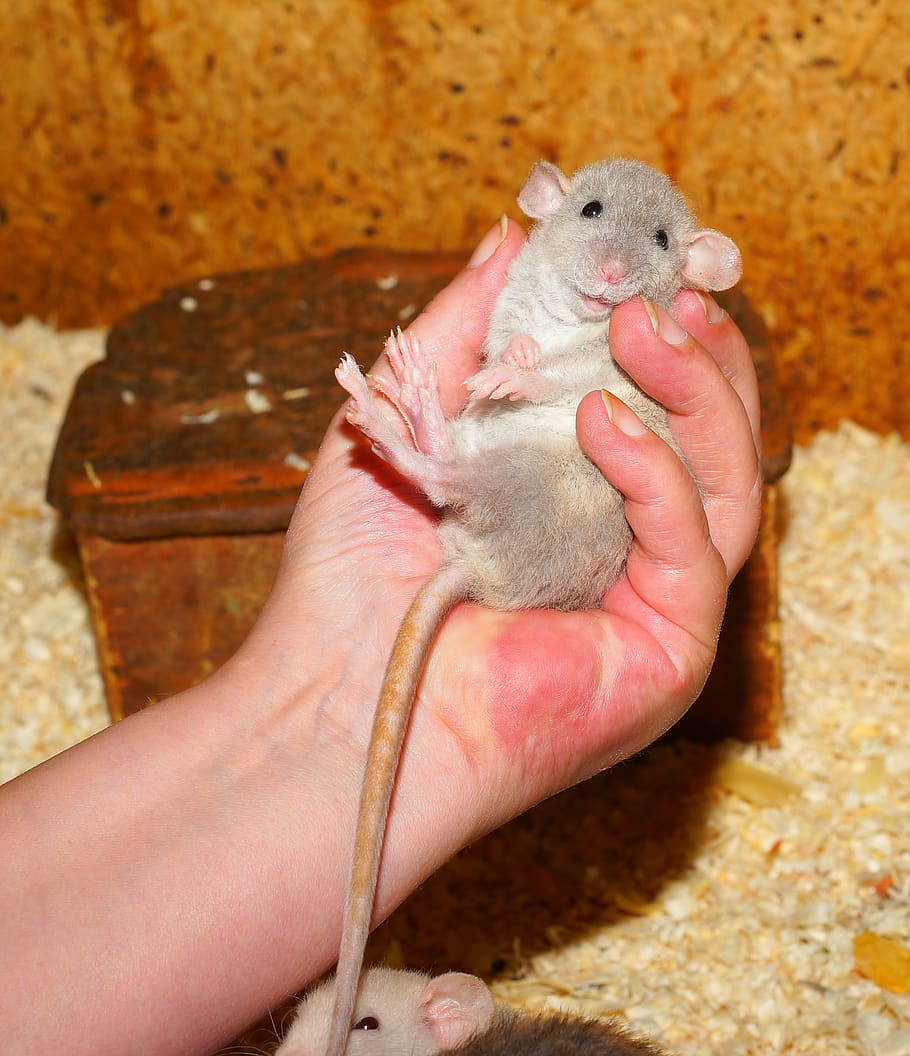 rat, young, female, color rat, cute, rodent, pet, small, fur, tail