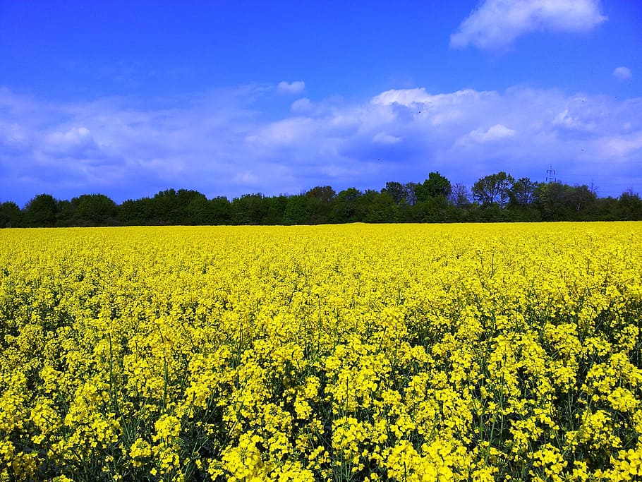 oilseed rape, field of rapeseeds, sky, clouds, yellow, spring, plant, blossom, bloom, landscape