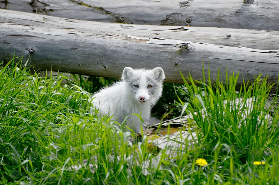 arctic, fox, animal, mammal, l wild, wilderness, summer, spring, forest, grass