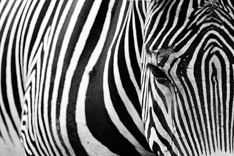 hitam, putih, zebra, foto, closeup, hewan, mamalia, garis-garis, canggih, garis
