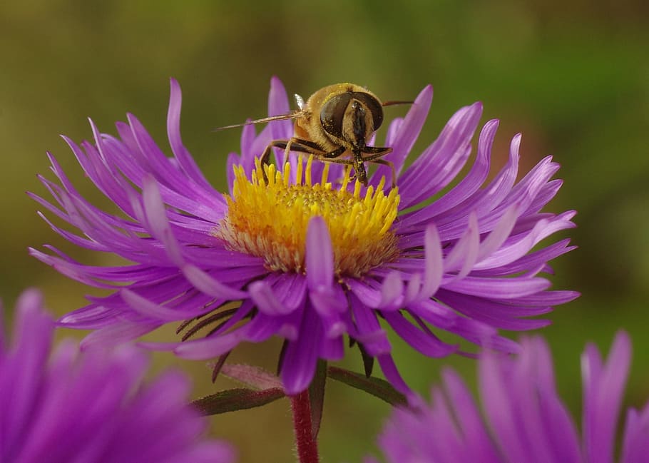 bee, insect, blossom, bloom, aster, violet, herbstaster, close, macro, flowering plant