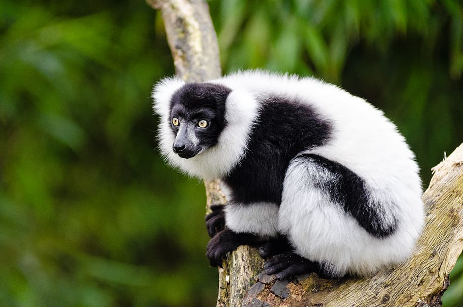 Hitam, putih, Ruffed Lemur, marmoset, pohon, cabang, hewan, tema hewan, hewan di alam liar, hewan liar