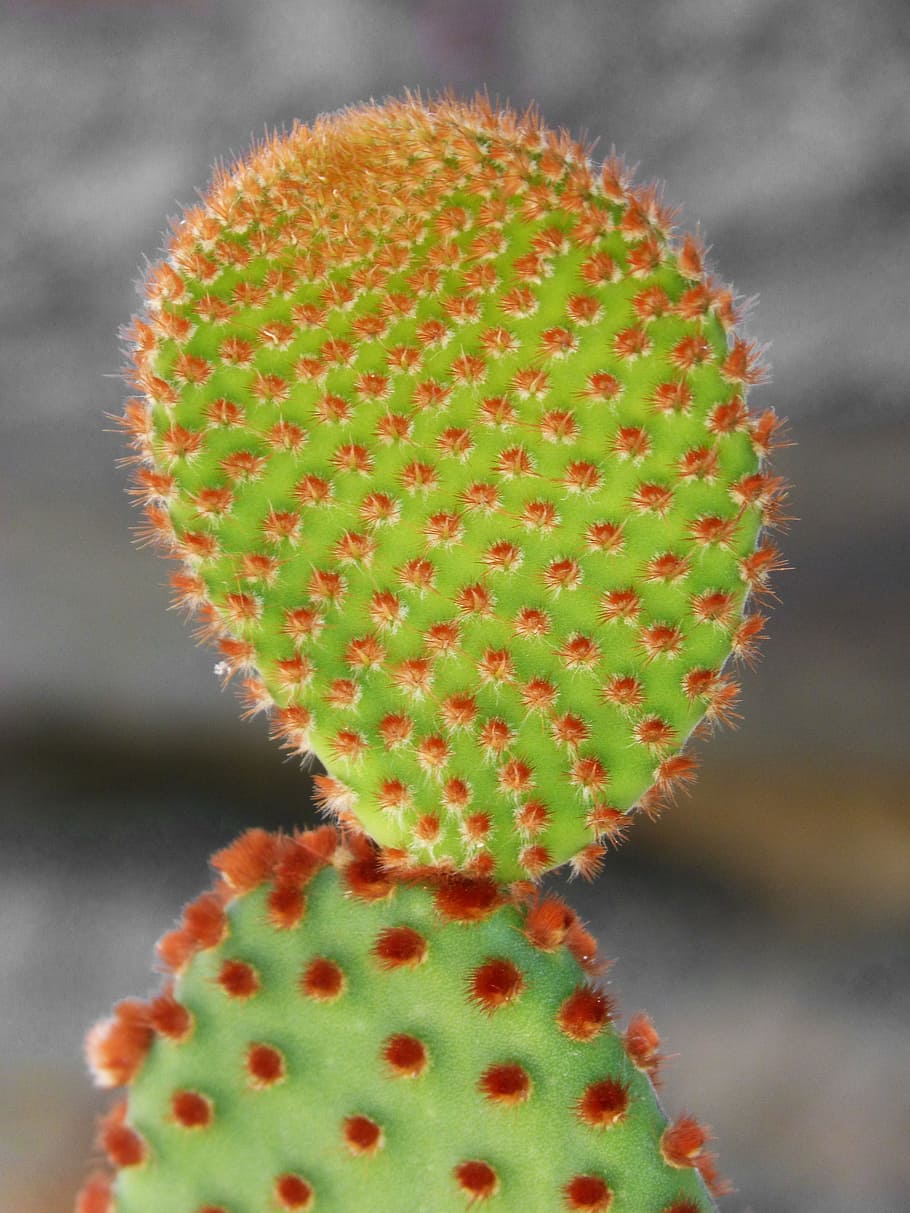 cactus, thorns, skewers, bud budding, thorny, close-up, succulent plant, thorn, fruit, focus on foreground