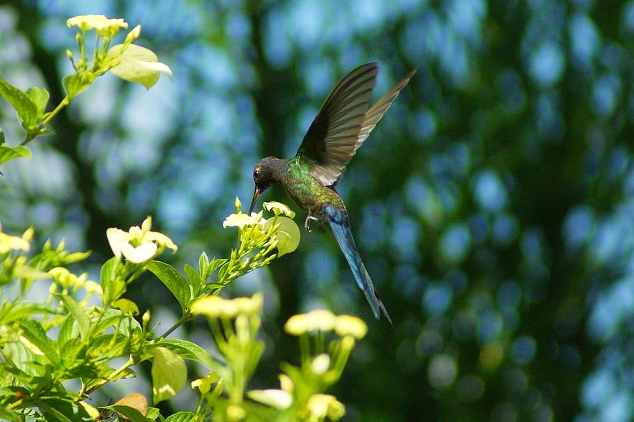 aviary, bird, nectar, flight, fly, soar, beauty, animals in the wild, animal wildlife, animal themes