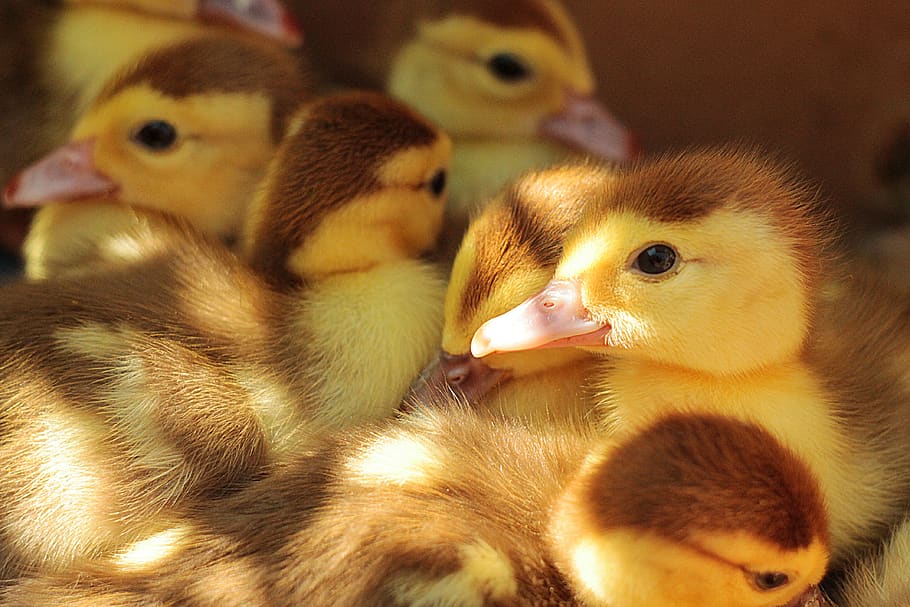 animals, ducks, ducklings, skein, group, adorable, cute, fluffy, yellow, young bird