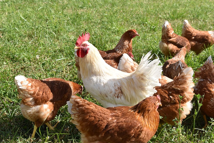 cock, hen, chicken, farm, poultry, agriculture, animals, nature, feathers, chickens