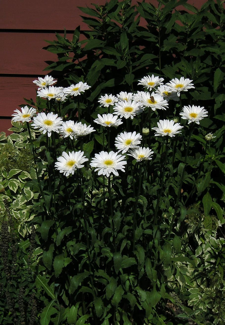 White, Daisy, Daisy, Group, Flower, Beauty, white, daisy, group, nature, candid, greens