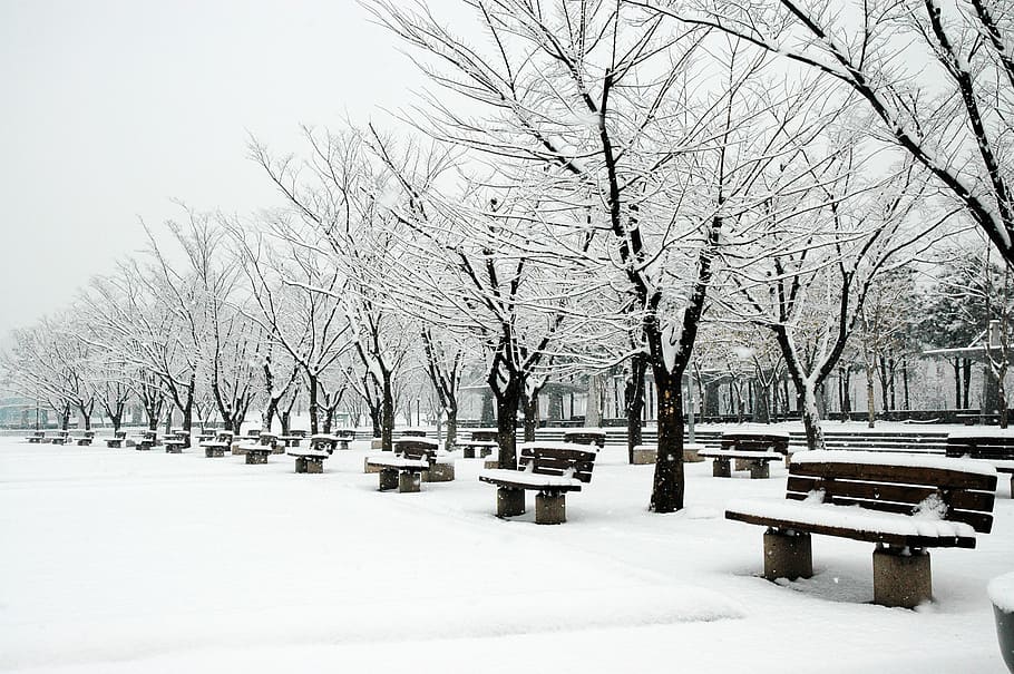 sangam world cup park, snow, sangam, world cup park, cold temperature, winter, tree, bare tree, bench, nature