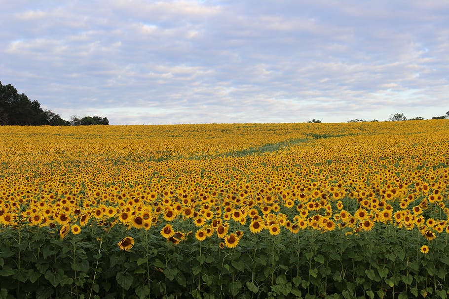 yellow, sunflower field, white, cloudy, sky, daytime, sunflower, blooming, flower, field