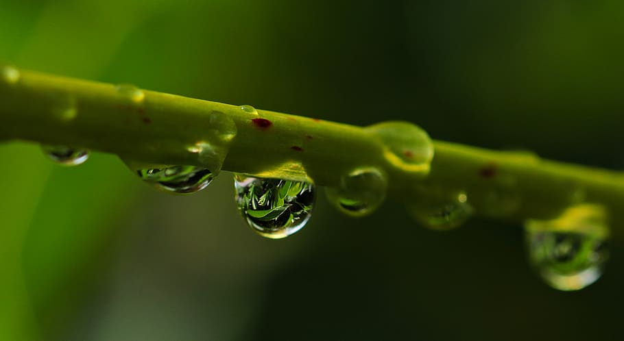 macro photography, water dew, drop of water, drip, nature, raindrop, close, mood, beaded, mirroring