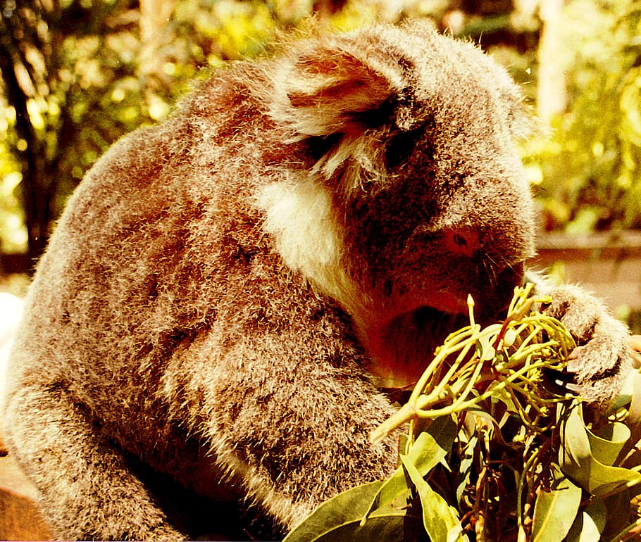 koala, australia, nature, animal, cute, animal world, marsupial, herbivores, eucalyptus, animal themes