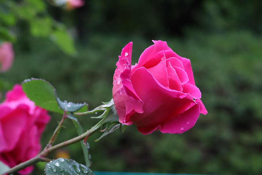 rose, petal, flowers, beautiful, pretty flowers, nature, rose garden, fresh medium, buds, plants