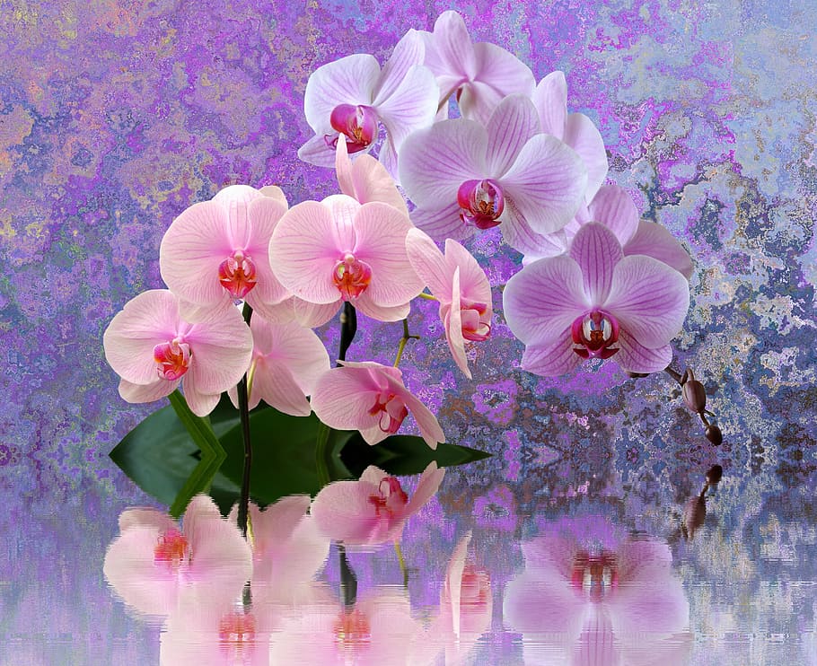 fotografi jarak dekat, pink, anggrek ngengat, anggrek, bunga, orchideenblüte, tropis, alam, tanaman, violet