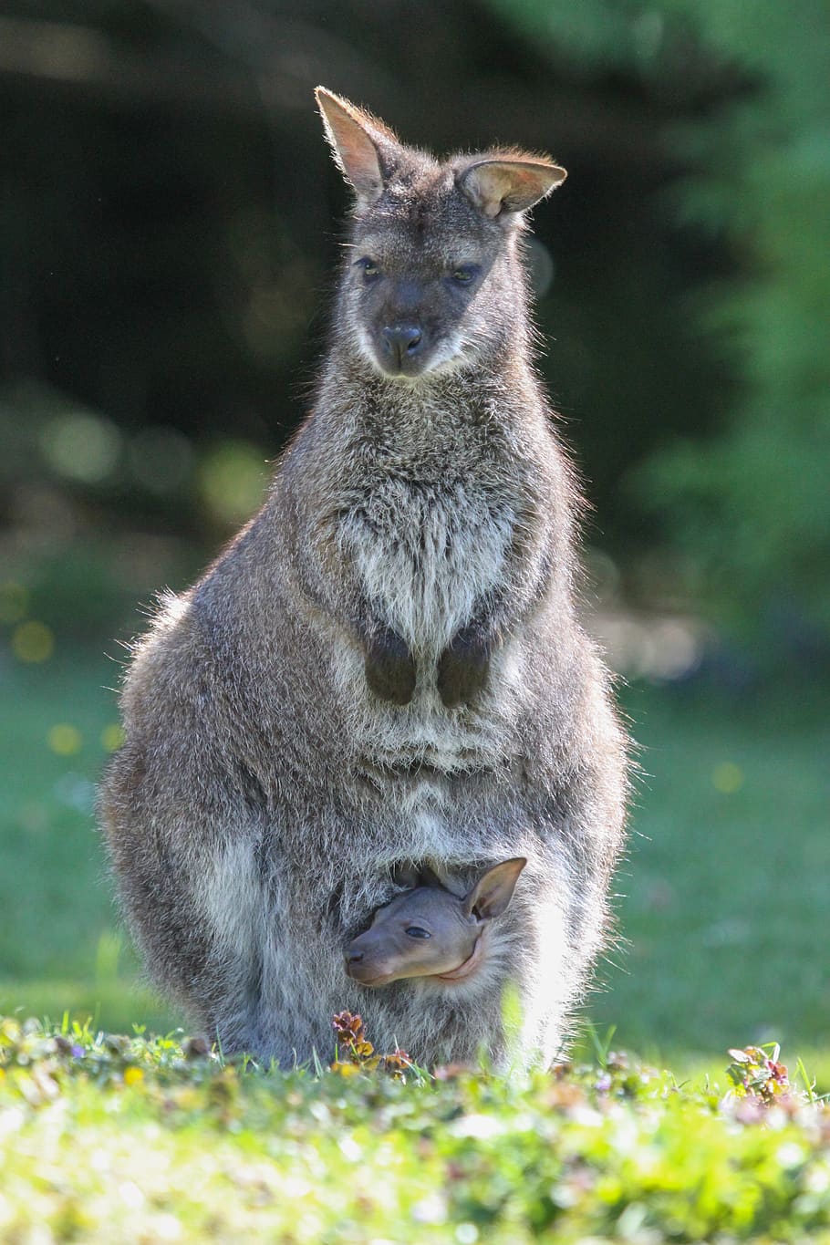 kangaroo, young, zoo, mammal, happy, australia, one animal, animal wildlife, animals in the wild, grass