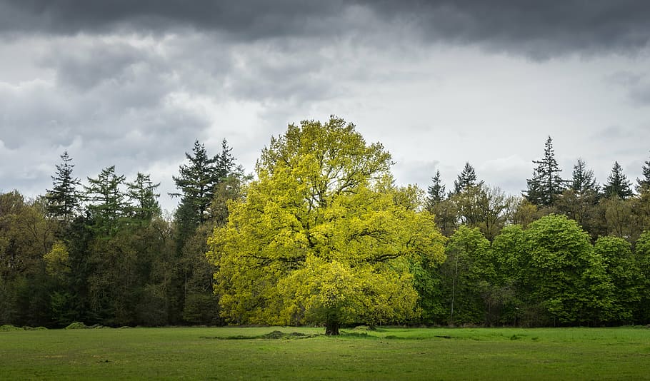 verde, hojeado, árbol, nublado, cielo, durante el día, gris, nube, planta, naturaleza