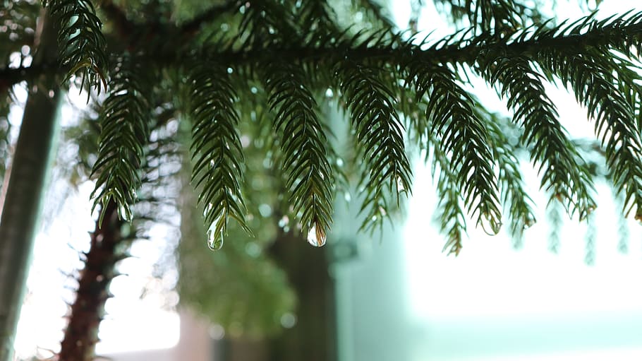 close-up, green, palm tree, pine, tree, sharp, water, rain, drop, waterdrop