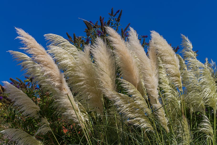 elephant grass, grass, silver spring, miscanthus, bamboo grassedit this page, shimmer, ornamental plant, natural, garden, wind