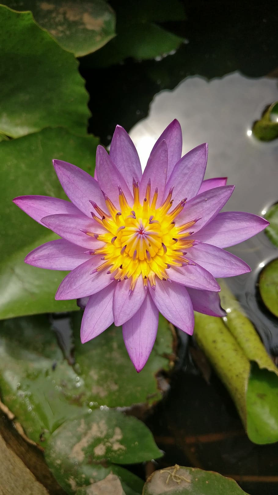lotus, flower, blossom, oriental, exotic, flowering plant, plant, beauty in nature, vulnerability, petal