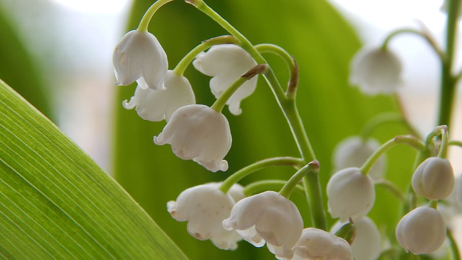 white petaled flower, lilies of the valley, flowers, spring, handsomely, gently, macro, closeup, flower, spring flowers
