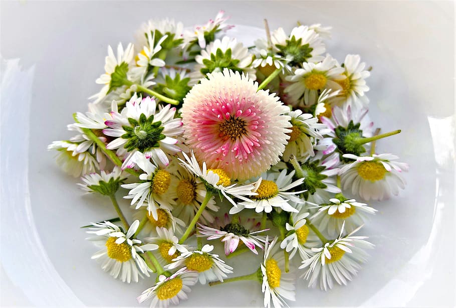 daisy, bellis, tausendschön, wild flowers, medicinal herbs, garden, nature, edible, abgeflückt, collected