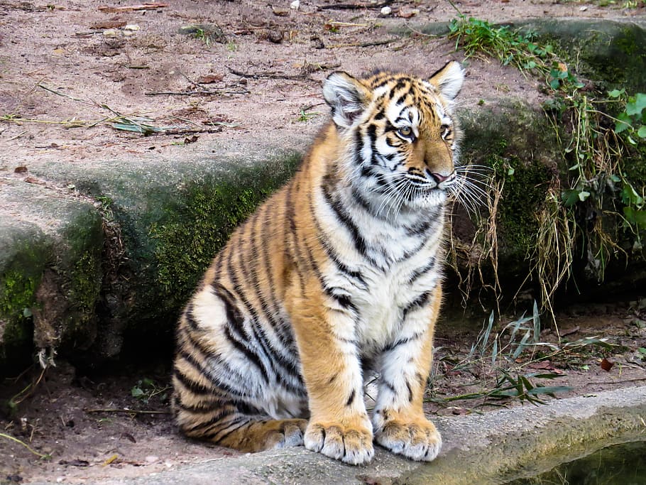 tiger, sitting, daytime, animals, predator, young animal, young tiger, cat, close, dangerous