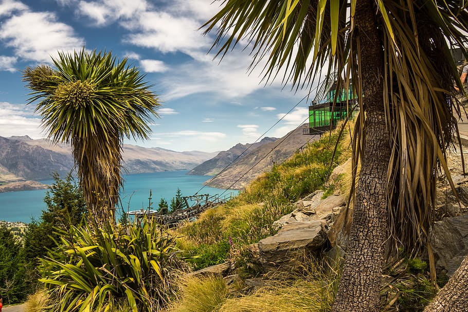 緑 葉 木 体 水 クイーンズタウン ニュージーランド キャベツの木 海岸 風景 Pxfuel
