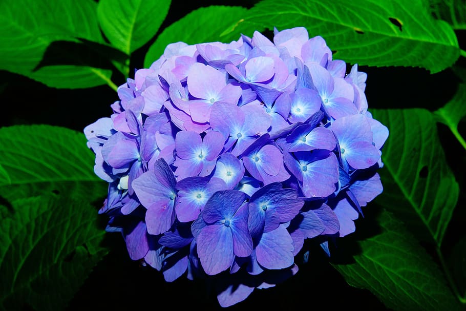 紫色の花, 花, アジサイ, 青, 花序, アジサイの花, 温室アジサイ, 自然, 植物, 葉