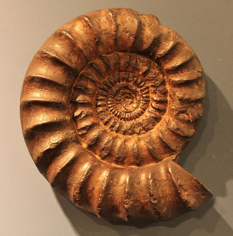 concha de nautilus marrón, ammonit, petrificación, fósil, bestia fósil, caracol, espiral, fósiles, tiempos prehistóricos, nautilus