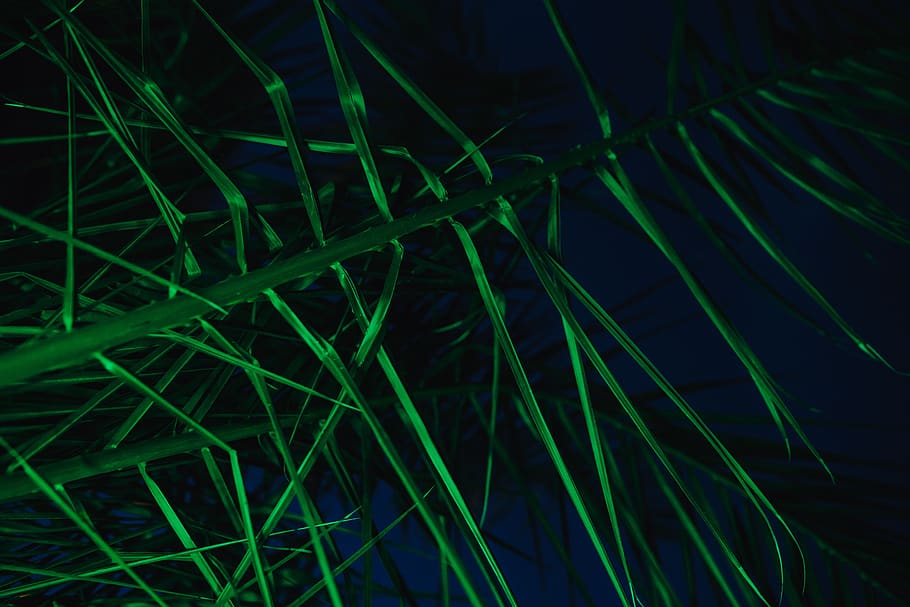 abstract, green, nature, leaf, leaves, illumination, night, color, tropical, sago palm
