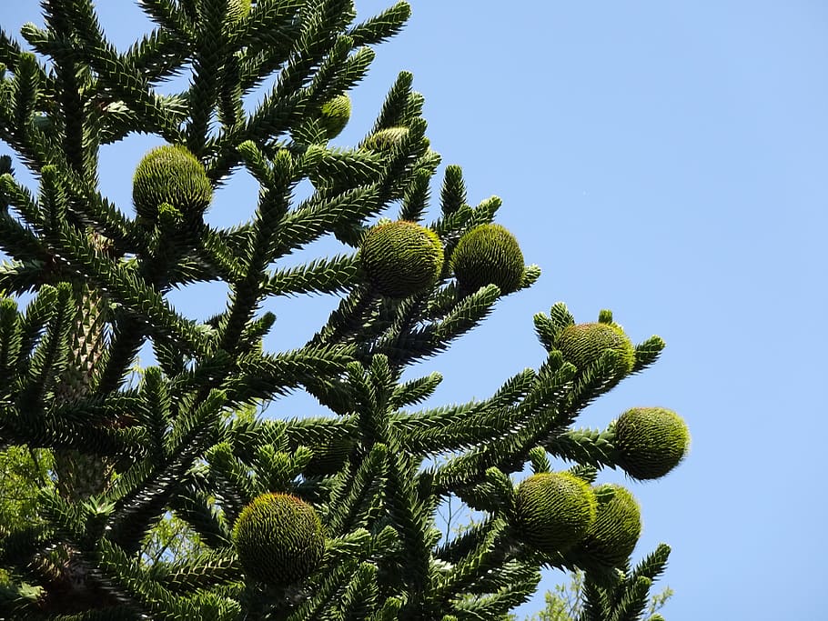 Monkey Puzzle Tree, Chilean Pine, araucaria araucana, immergrüner tree, nature, growth, green color, pine tree, day, plant