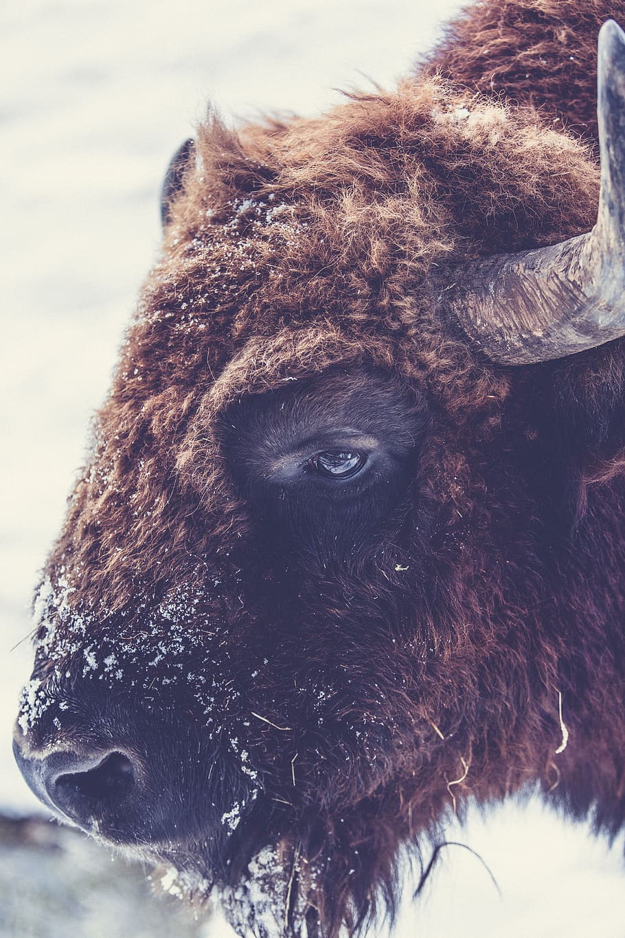 ram, animal, wildlife, snow, winter, cold, weather, wool, horns, brown