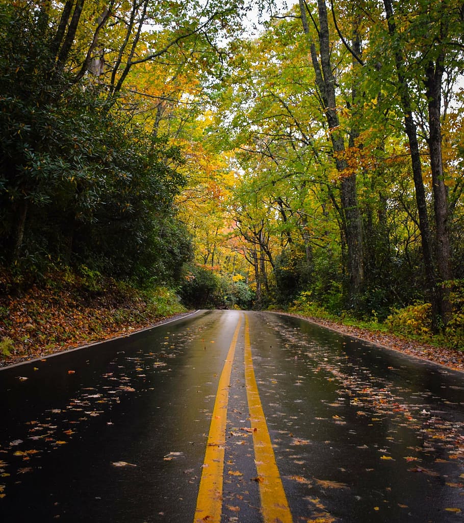 road, forest, nature, leaves, trees, green, trip, travel, yellow, autumn