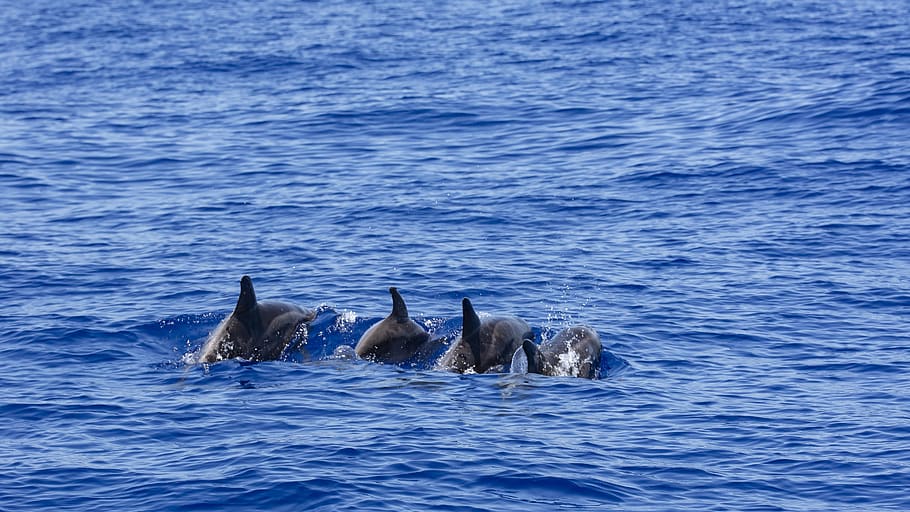 dolphins, atlantic, la palma, boat tour, whale watching, dorsal fin, mammal, marine mammals, animal world, nature