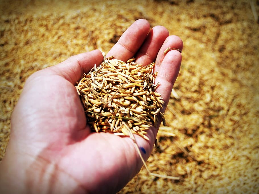close-up photo, rice grain, left, person palm, rice, hand, harvest, grain, thailand, move