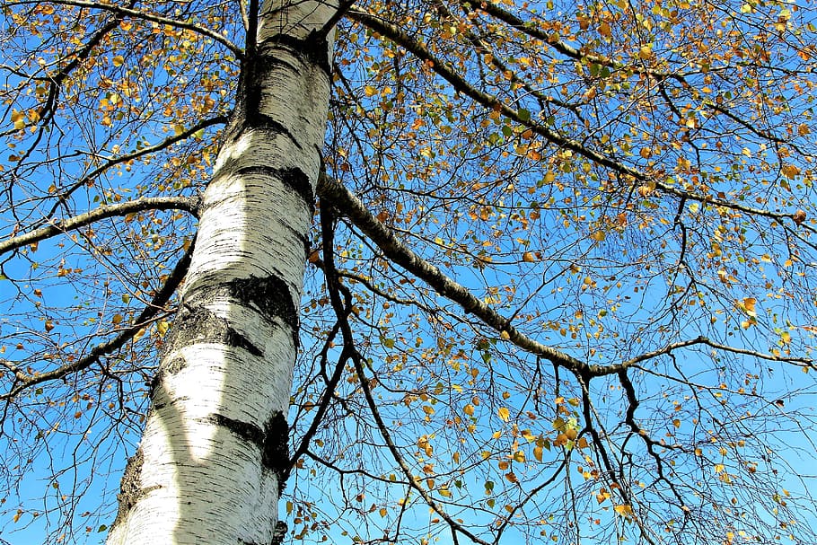 high, angle photo, green, leaf tree, tree, sky, birch, autumn gold, yellow leaves, spacer