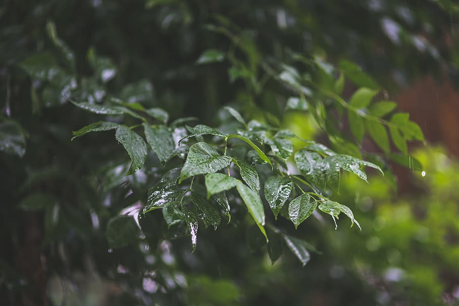 drops, rain, leaves, leaf, green, rainy day, nature, water, drop, wet