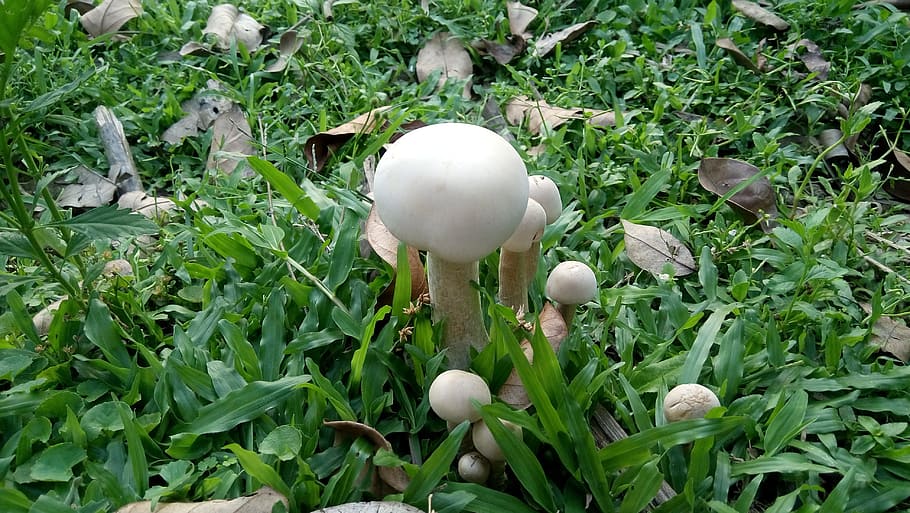 mushroom in the garden, mushrooms, in the garden, garden, dust mushrooms, vietnam, tree, natural, in addition trười, the garden