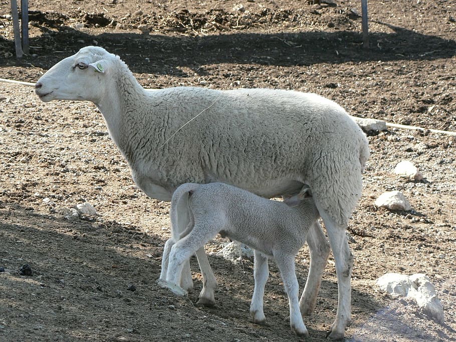 羊, フィールド, 自然, 家畜, 子羊, 農場, 動物, 羊毛, 農業, 哺乳類