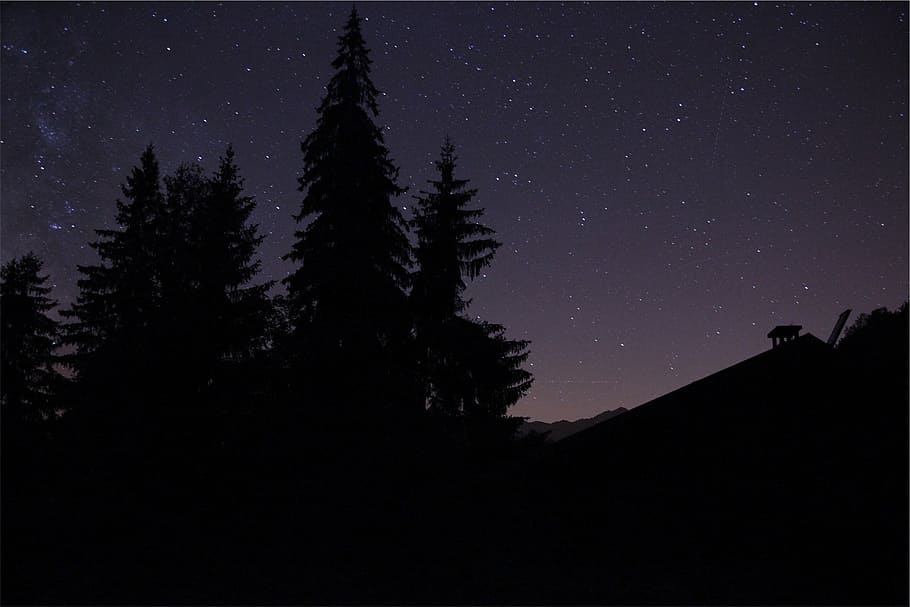 silhouette, pine trees, stars, trees, nighttime, purple, sky, dark, night, tree